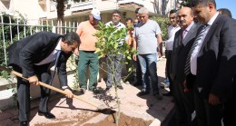 ÇUKUROVA’NIN PARKLARINA ZEYTİN FİDANI