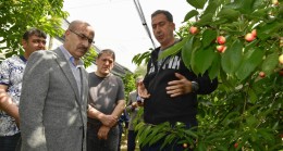 KİRAZLAR ÇEŞİTLENECEK