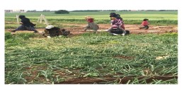 ÇİFTÇİLERİMİZ TARLALARINDA, BAHÇELERİNDE, BAĞLARINDA ÜRETİME DEVAM EDİYOR