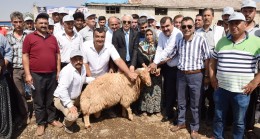 İmamoğlu ve Aladağ’a Damızlık Koç Desteği