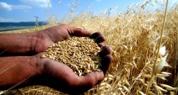 BAKAN FAKIBABA’DAN BUĞDAY İTHALATINA ‘İRMİKLİ’ YANIT!!