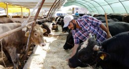 Besiciler Perişan,Yem Fiyatları %10 Arttı,Süt Desteklemeleri Yüzde 100 Azaldı..