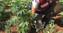 JANDARMADAN TARLALARDA  KENEVİR OPERASYONU