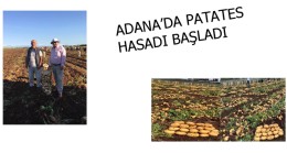ADANA’DA PATATES HASADI BAŞLADI