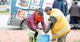 Lokantalar Kapandı,Sokak Hayvanları Aç Kaldı