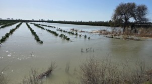TARLALAR, BAÇELER  SULAR ALTINDA KALDI
