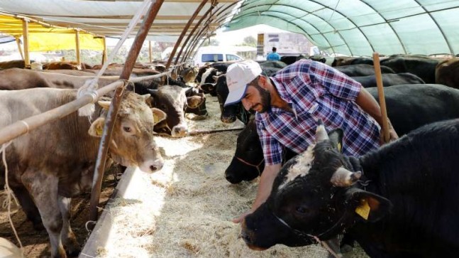 Besiciler Perişan,Yem Fiyatları %10 Arttı,Süt Desteklemeleri Yüzde 100 Azaldı..