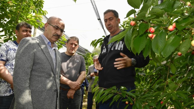 KİRAZLAR ÇEŞİTLENECEK