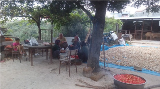 KONSERVE HAZIRLIĞI