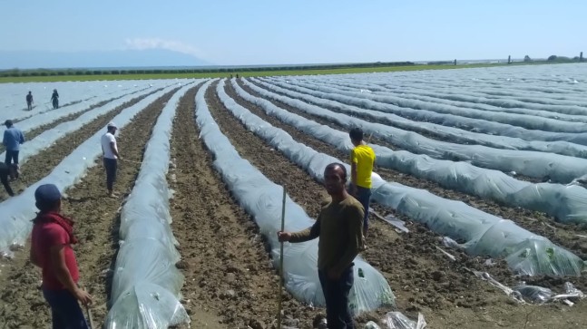 VALİ DEMİRTAŞ, “TARIM SEKTÖRÜNDE FAALİYETLERE  ARA  VERİLMEYECEK”