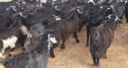 BAKAN PAKDEMİRLİ , HAYVAN,YEM VE ÇADIR VERECEĞİZ