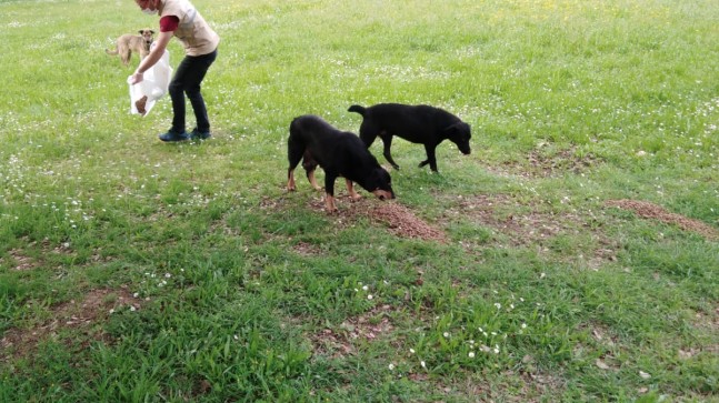 SOKAKTAKİ CANLAR UNUTULMADI