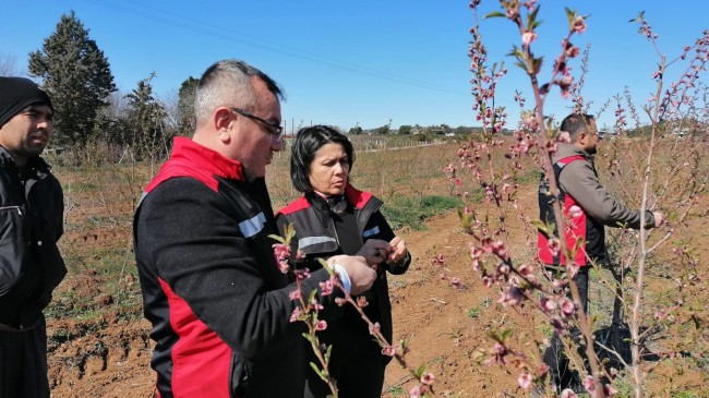 ADANA’DA ÜRETİCİLERE 717 MİLYON TL DON ZARARI ÖDEMESİ YAPILDI